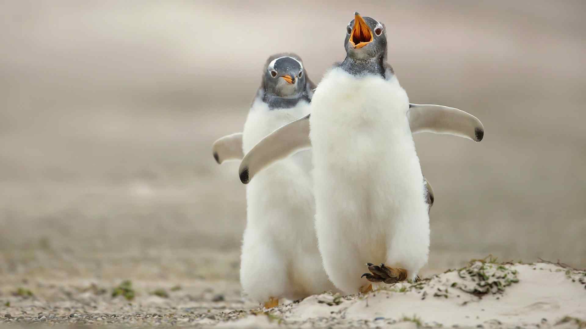 Beware of chasing dividends despite record payouts