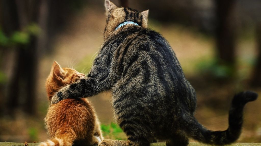 Investment Trends: massive unmet Aussie demand for financial advice